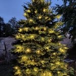 blue spruce ww 2ft